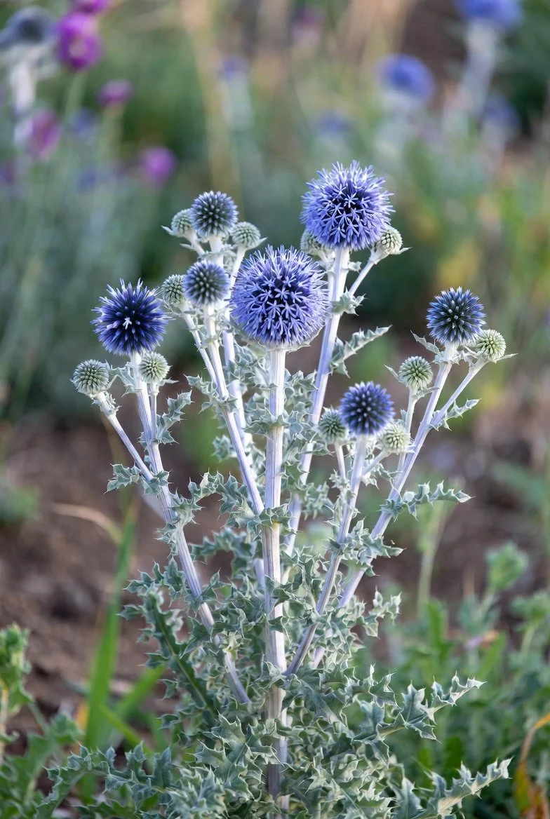 Echinops bannaticus  GLOBE THISTLE.jpg