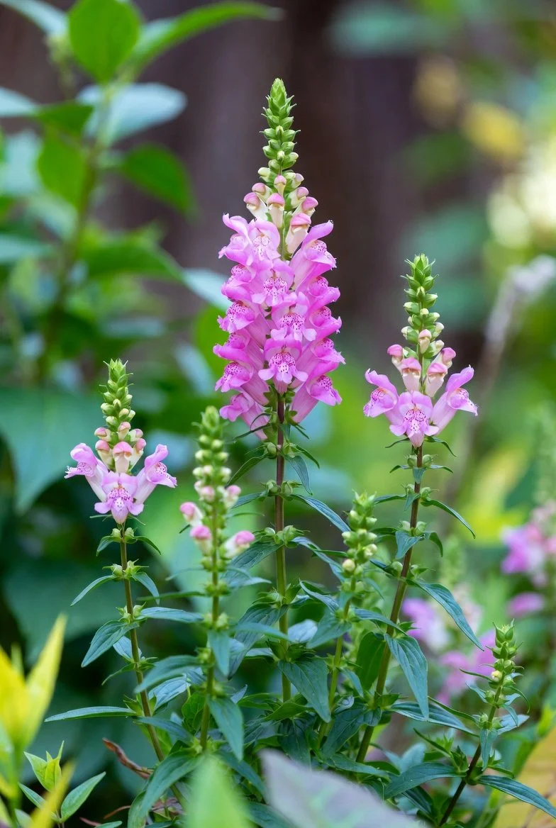 Physostesia virginiana 'Vivid'  OBEDIENT PLANT.jpg