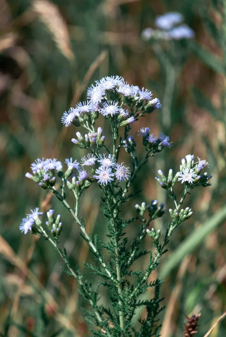 Aster (Symphyotrichum) ericoides  HEATH ASTER.jpg