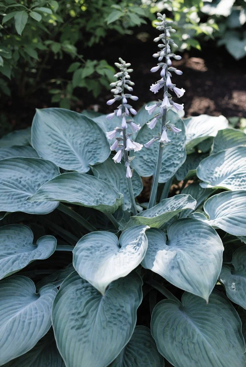 Hosta 'Big Daddy' / HOSTA