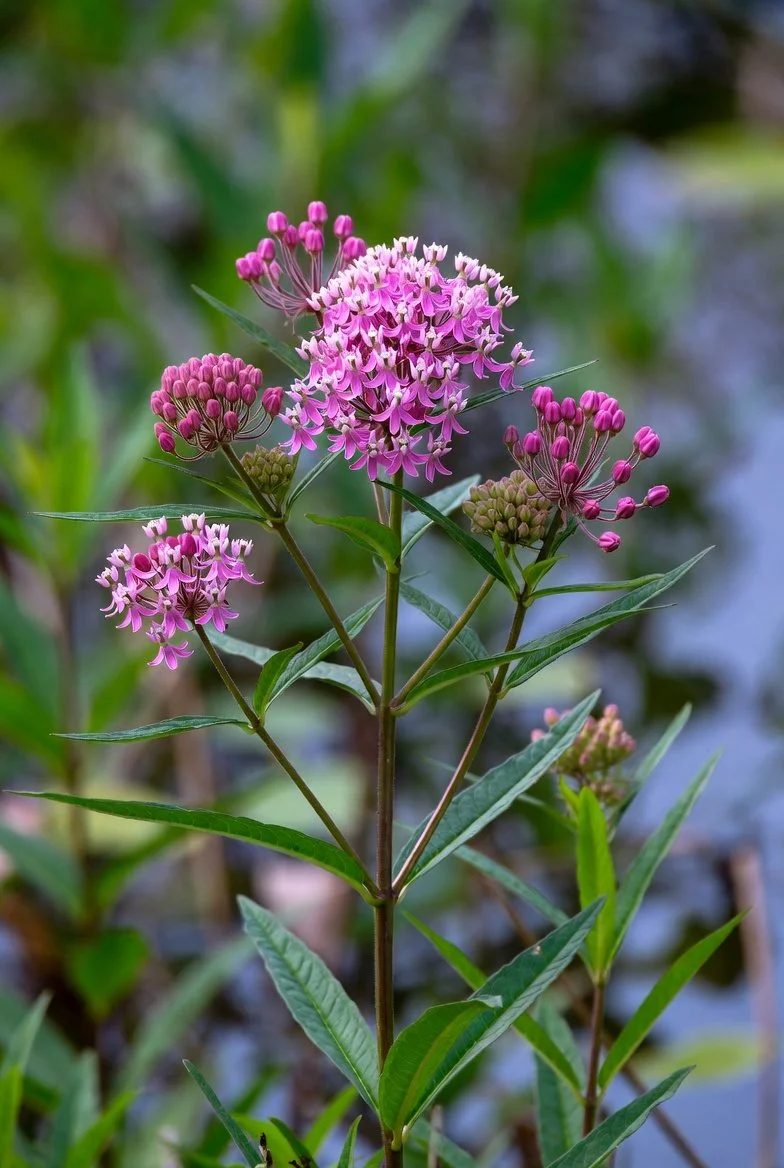 Asclepias incarnata / SWAMP MILKWEED