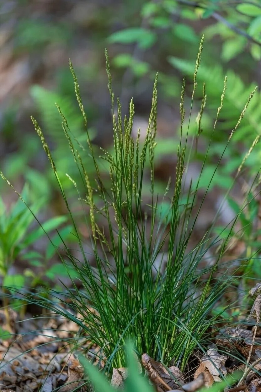 Carex pedunculata / LONG-STALKED SEDGE