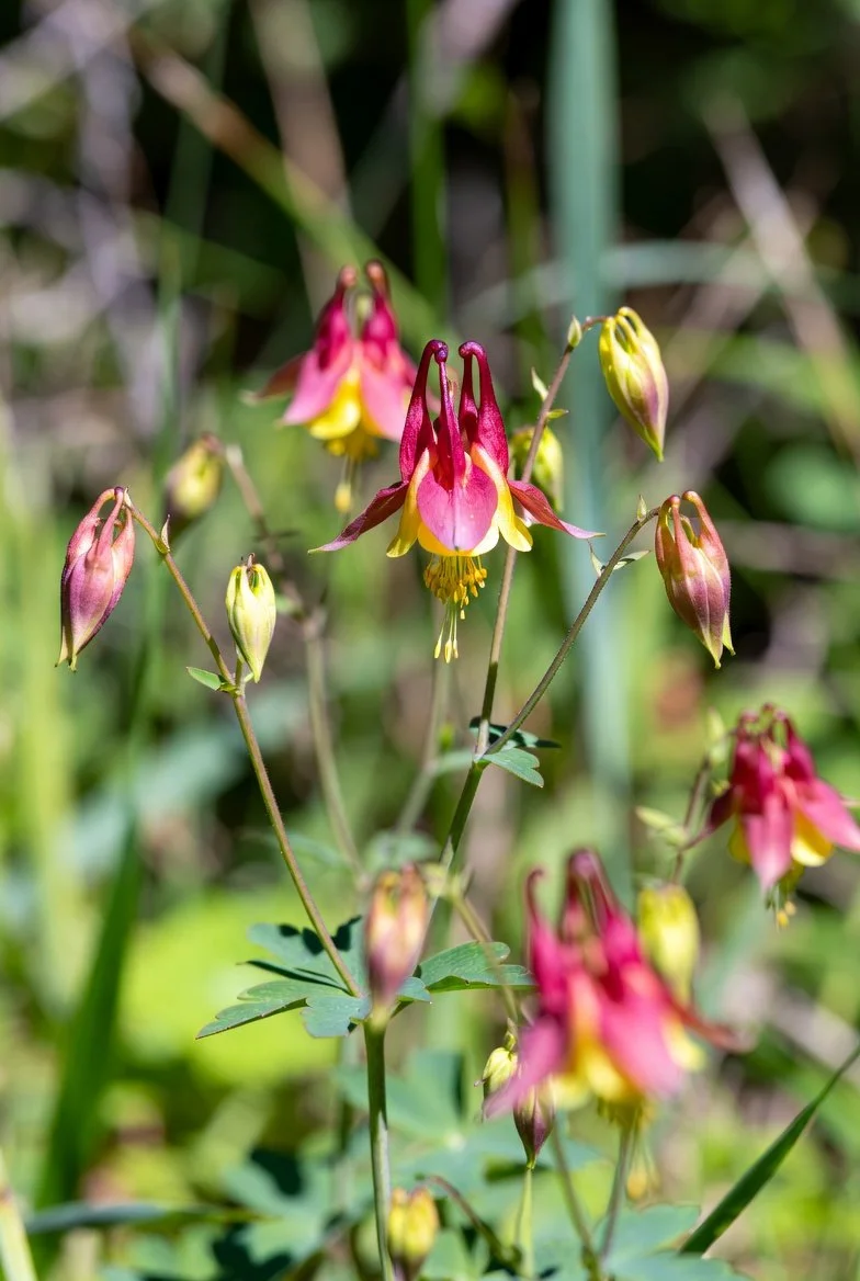 Aquilegia canadensis / COLUMBINE