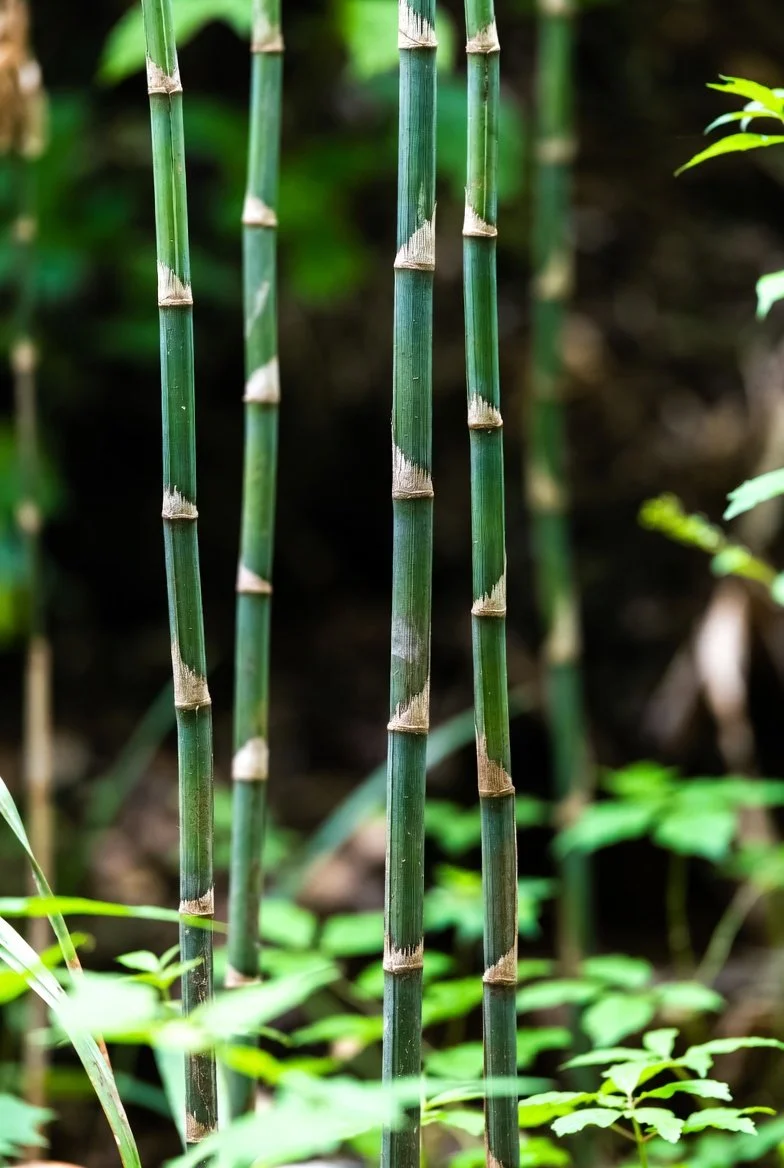 Equisetum praealtum  TALL SCOURING RUSH.jpg