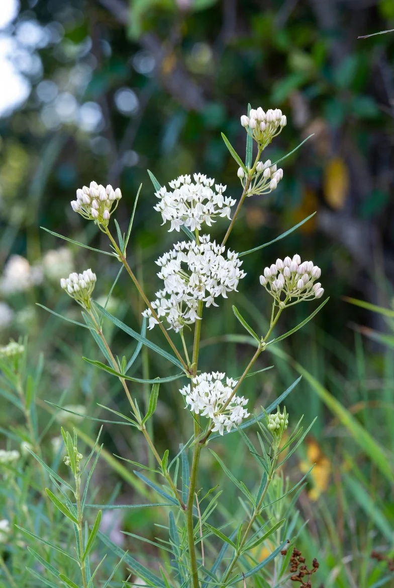 Asclepias verticillata / WHORLED MILKWEED