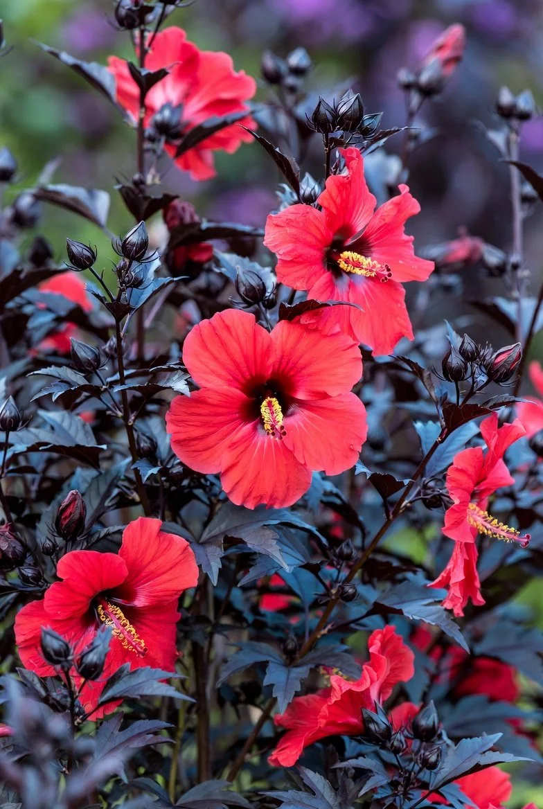 Hibiscus moscheutos 'Midnight Marvel' / ROSE MALLOW