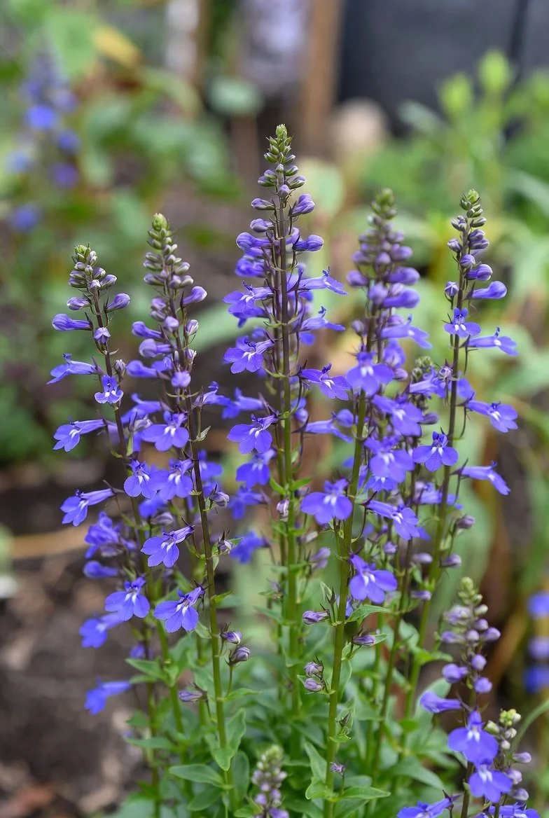 Lobelia 'Starship Blue' / CARDINAL FLOWER