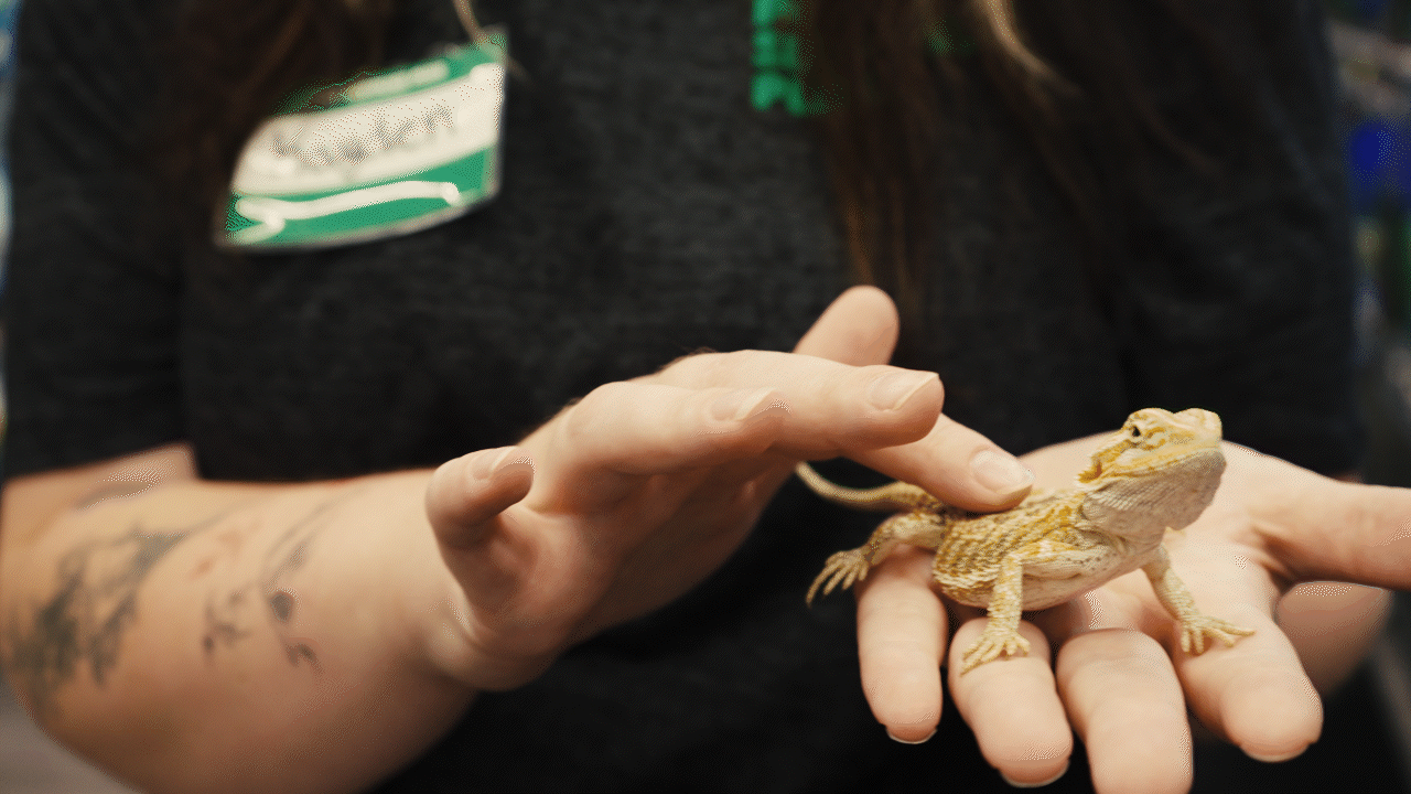 Person holding a bearded dragon lizard in their hand.