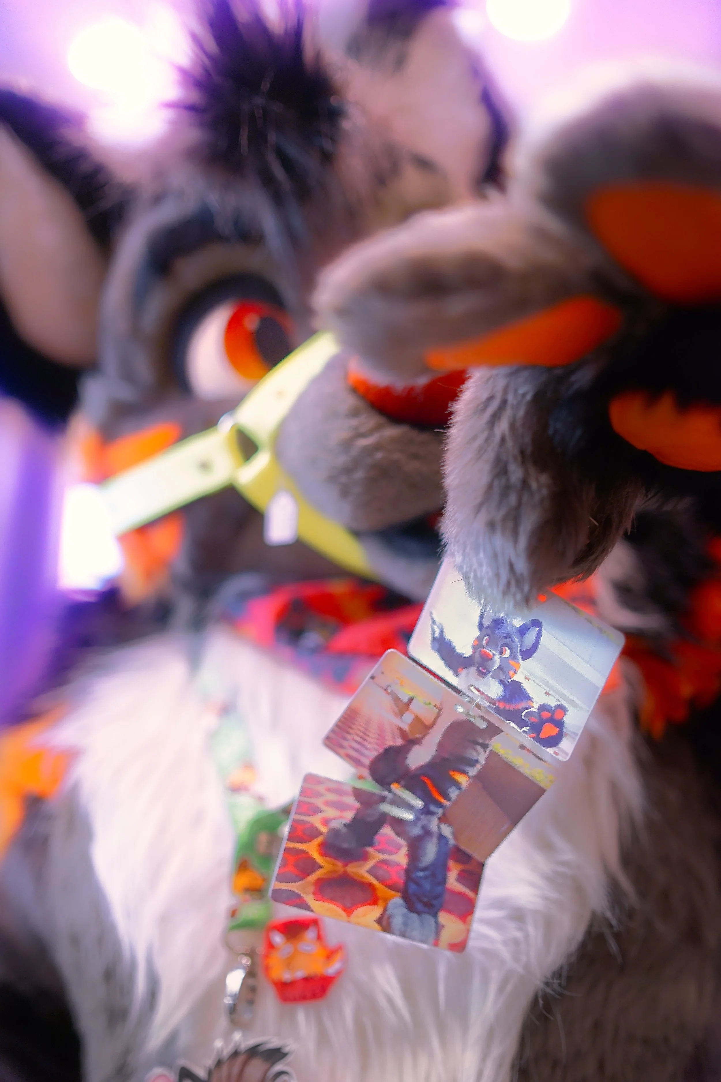Socket the orange and black hyena holding a series of cards that is also a picture of him.