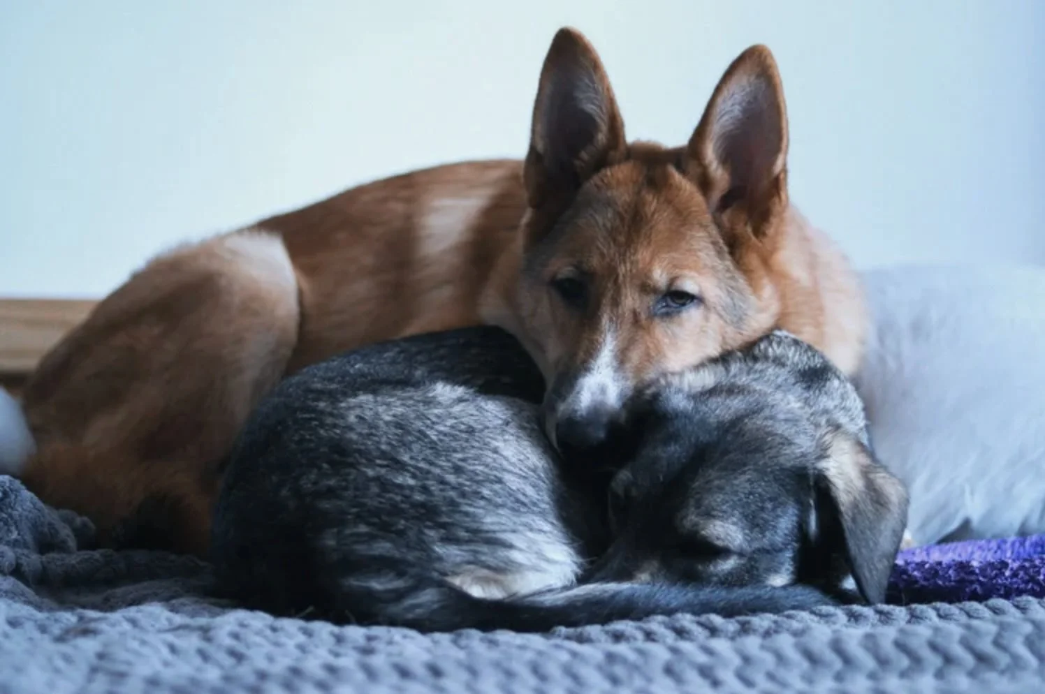 The Furry Chamber of Commerce is Going On Standby