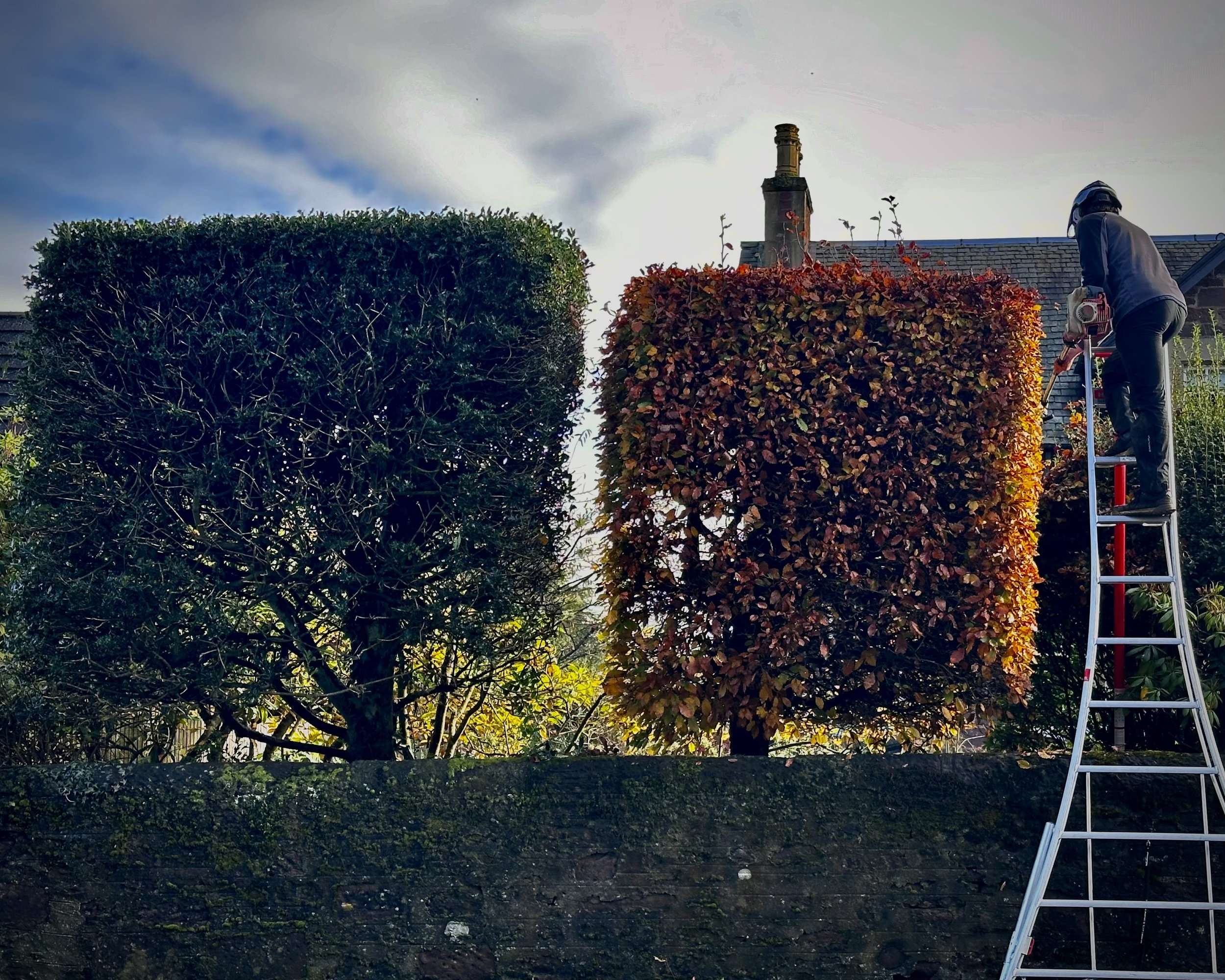 Our team members have a really good eye for detail, essential for tasks like topiary, and tidy-ups. These wonderful holly and beech trees in Crieff, Strathearn, have been maintained over the years by topiary, and we are privileged take on the task o