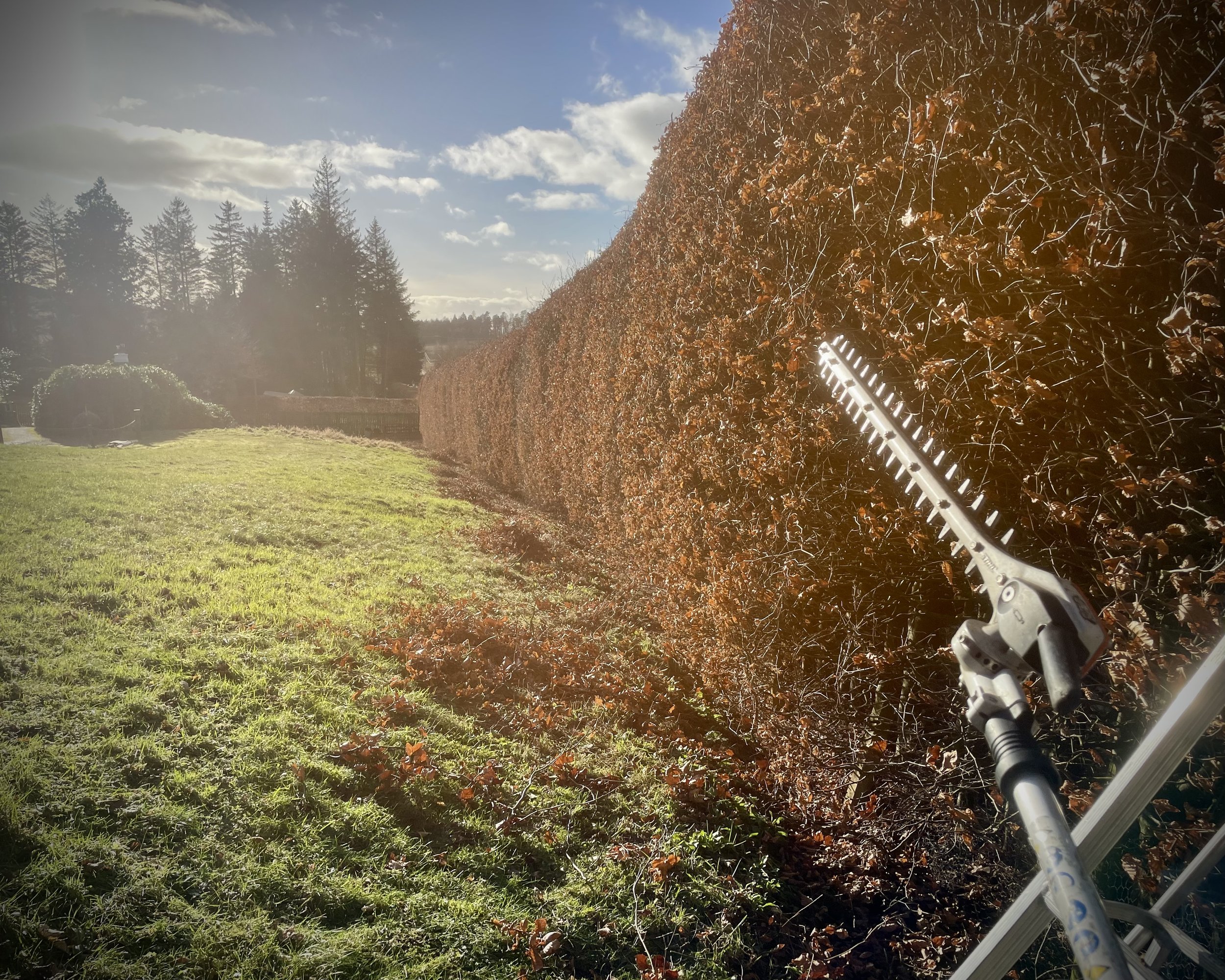 This mighty beech hedge in rural Perthshire was an absolute joy to work on! Beech hedges are best pruned during the winter when the trees themselves are dormant. We have long and stable tripod ladders to help us, and for the really big ones, we can b