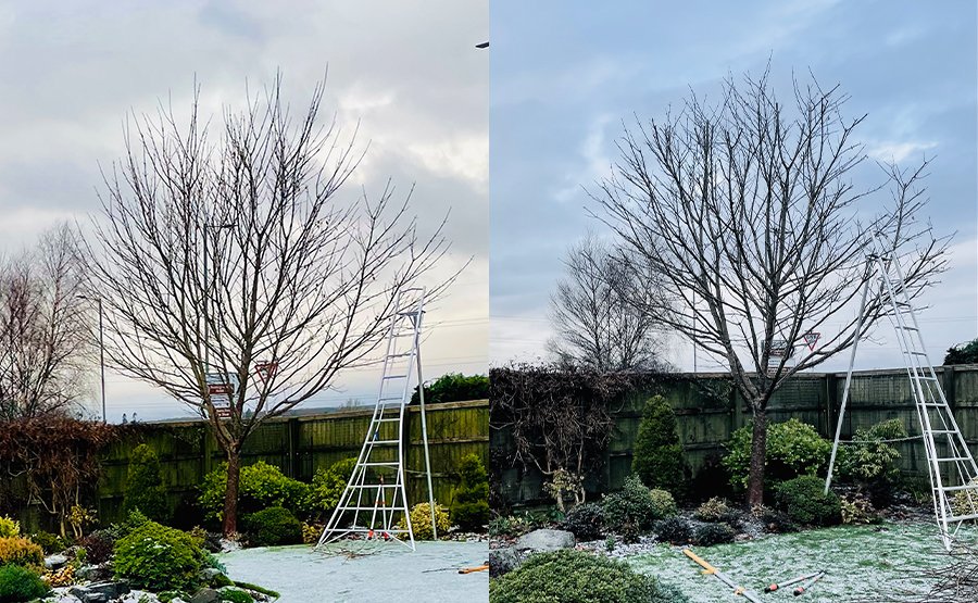 This variegated Norwegian maple near Perth required a careful touch. They can revert back to their "non-verigated" state if they are over stressed by pruning. We used ladders and loppers to make small cuts, sympathetically reducing the canopy to keep