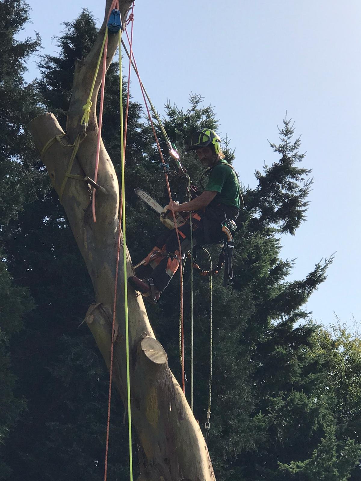 Tristram getting ready to swap to a bigger chainsaw to section fell the larger timber during this eucalyptus dismantle in St Fillans, Perthshire. This is one technique we can use to remove trees in hard to access, or sensitive places. All our staff a