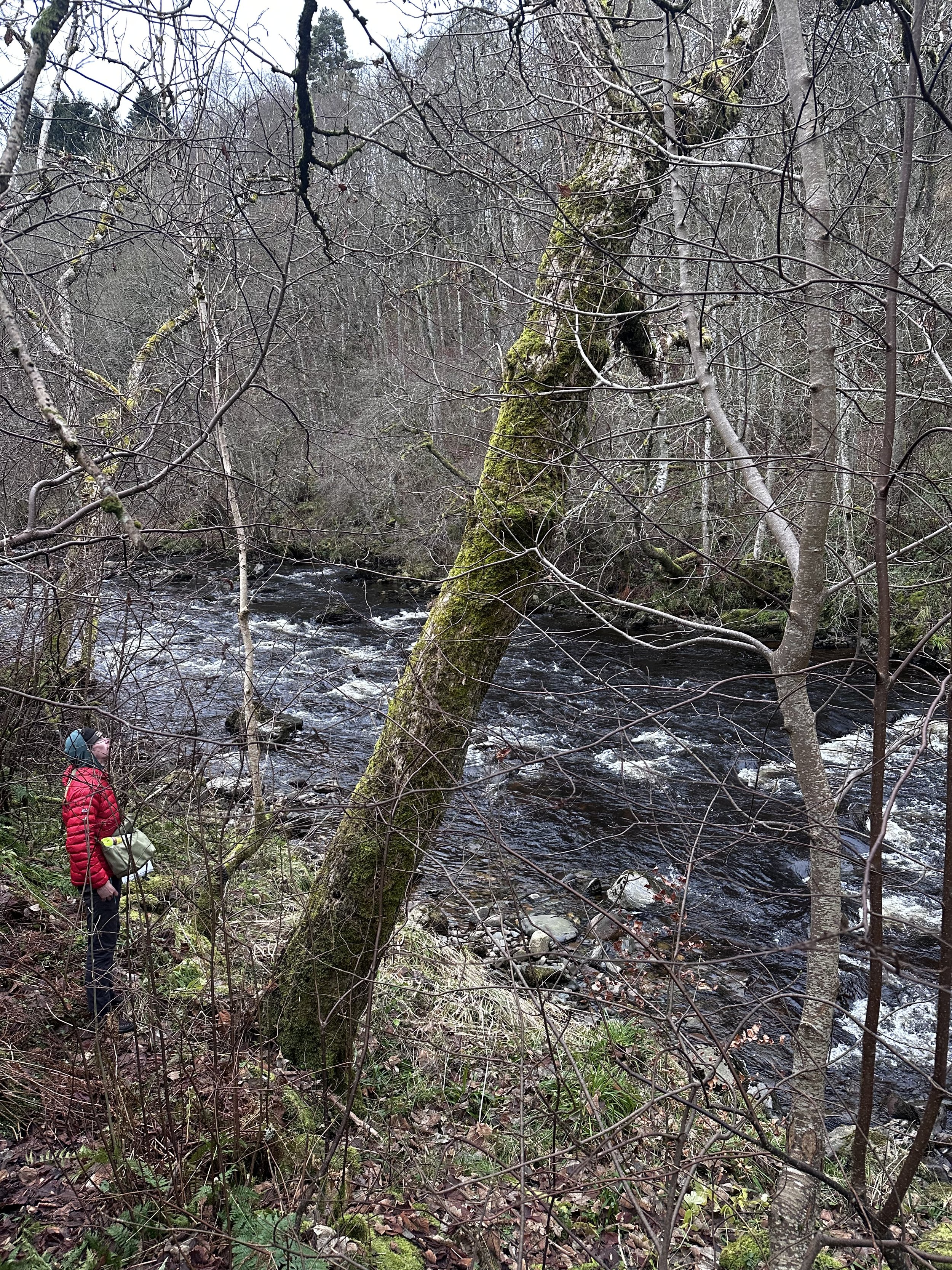 Performing a ground based basic tree inspection in Perthshire, in particular identifying Ash trees affected by Chalara fraxinus, ash die back. This disease is rife unfortunately, and causes irreversible branch and stem weakening. Always best to get c