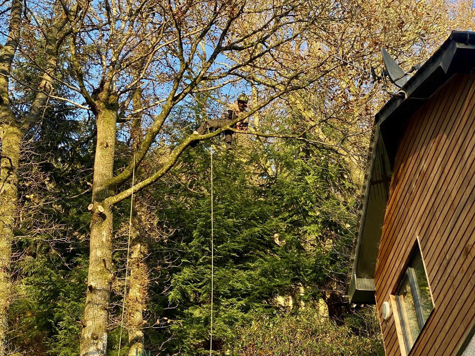 Our climbers are some of the best in Scotland (we even have an ex competition climber on the team). Whether its a technical limb dismantle above a house like this Oak in St Fillans, or a hazardous removal with immovable hazards beneath, we can find a