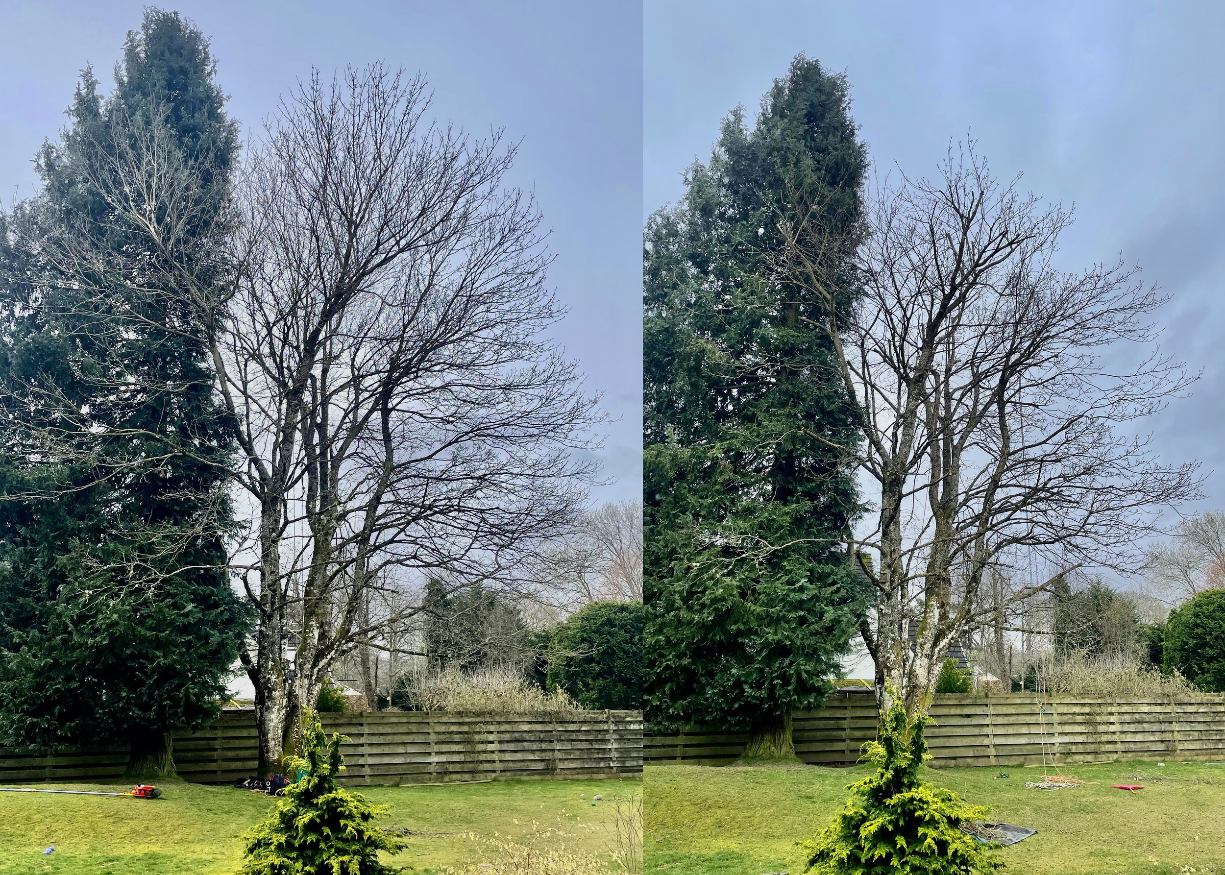This Norwegian maple was taking over this garden in Comrie, Perthshire. It had been pruned to a high standard a few years ago, which made it a straight forward task to make small cuts with a chainsaw and bring the new growth back again, reducing the