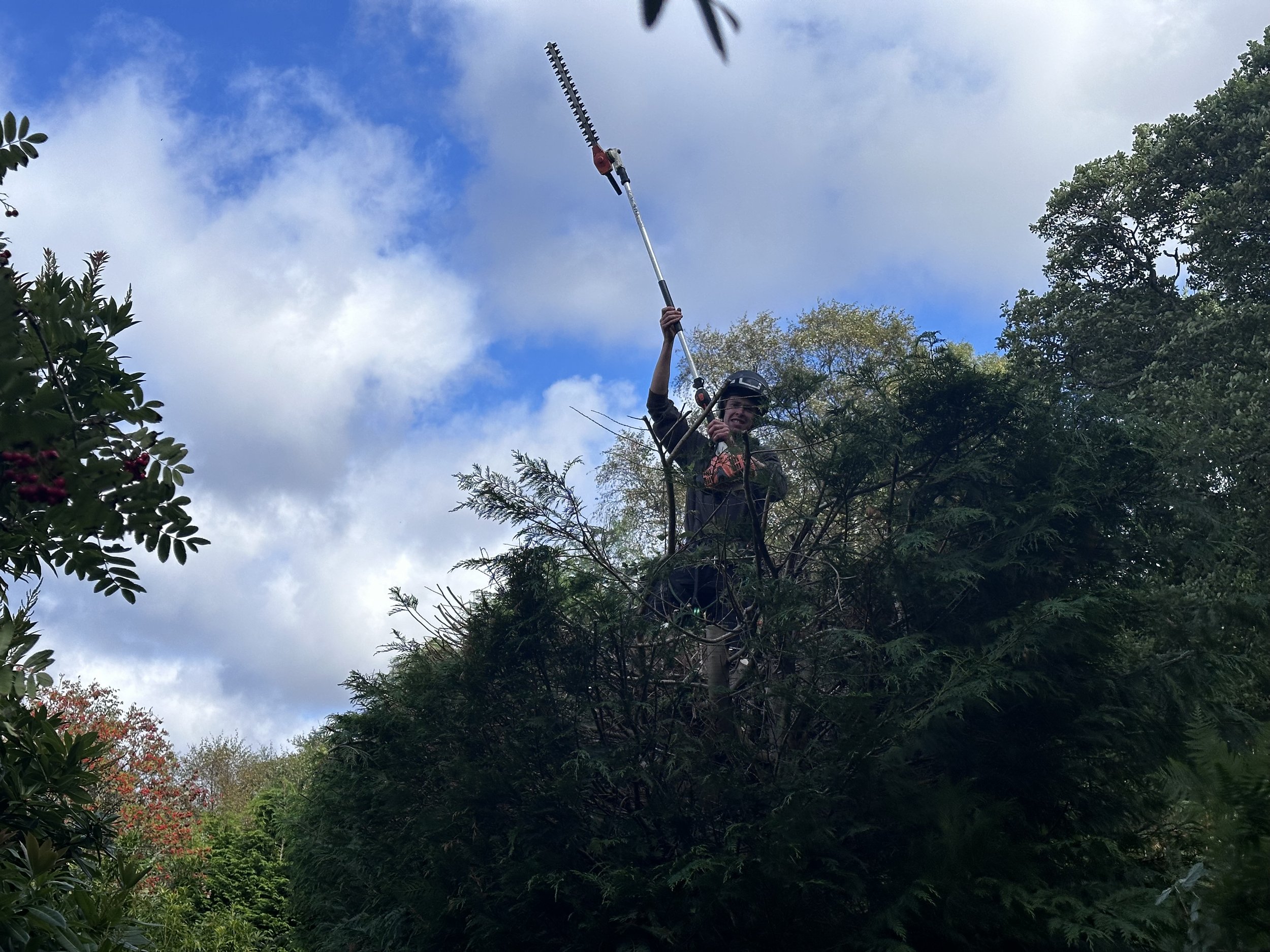 Very common for hedging, especially through the 80s and 90s, we have a lot of experience reducing, trimming, removing cypress hedges! The amount of material produce is never to be underestimated, so we would always recommend a larger wood-chipper for