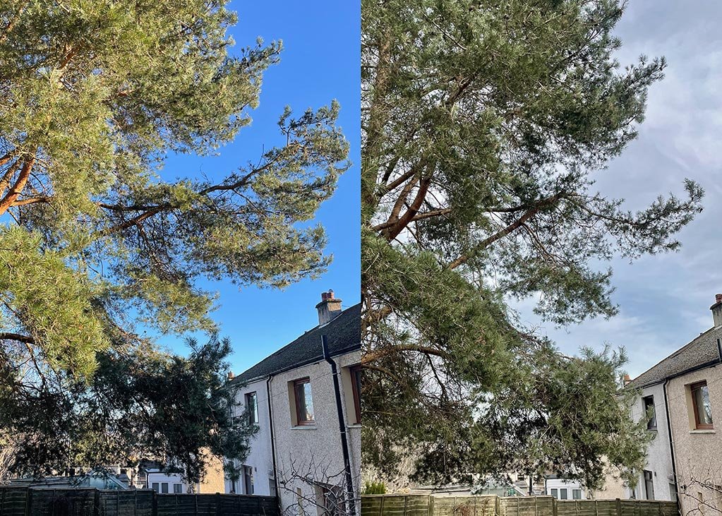 Pine_branch_reduction.jpg