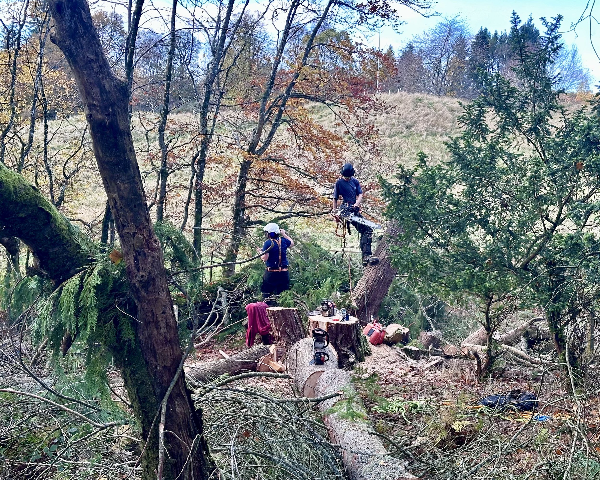 These cypress in a garden in Comrie Strathearn, were succumbing to root rot, and had aleready lost one of its stems to high winds. Removed safely, and as a bonus, really opened up the view in that corner of the garden!