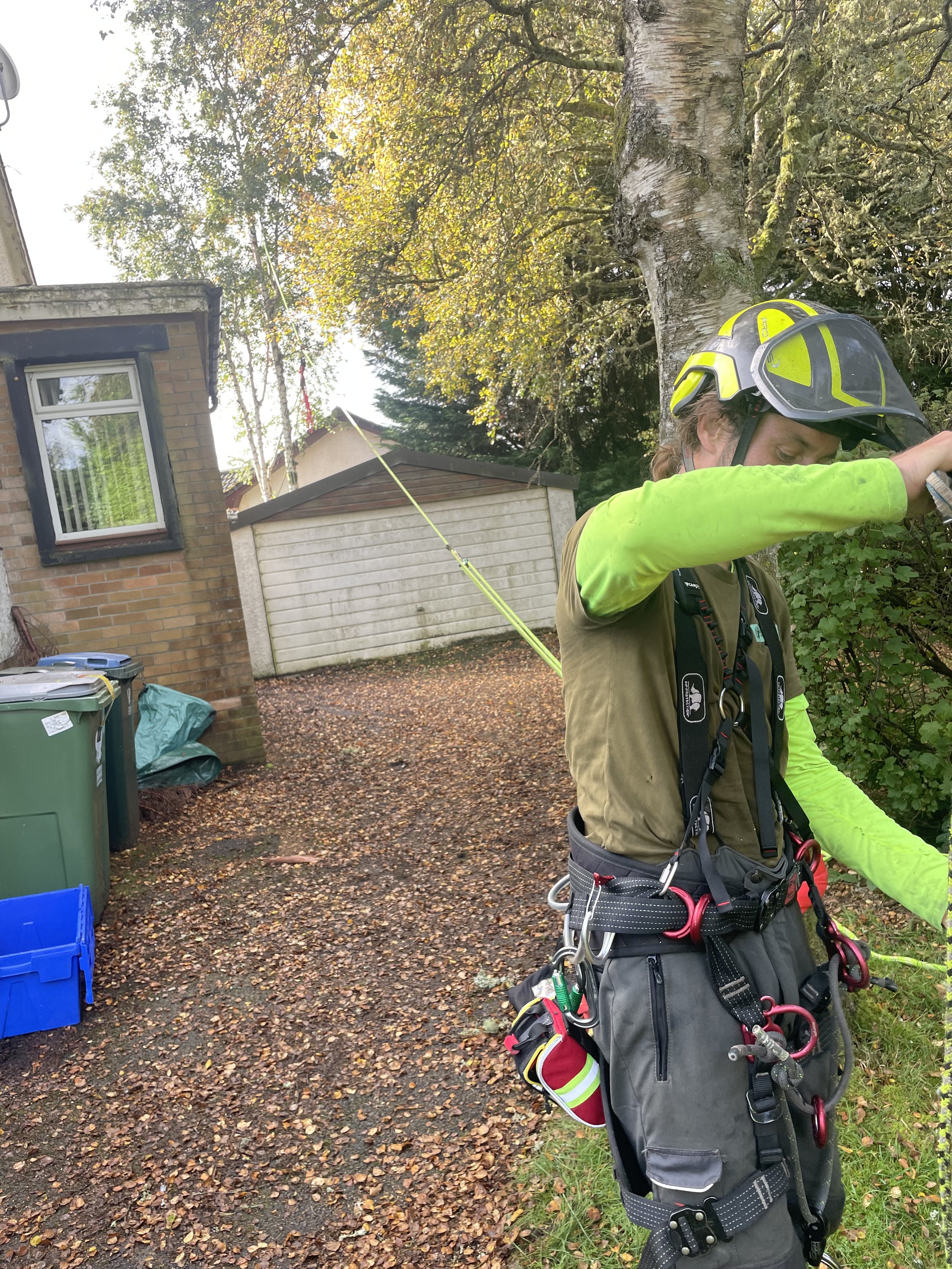 Setting up a "speed line" so the birch trees in Crieff, Strathearn, blocked in behind this garage can be section felled safely, without damaging the garage or house. This is also a very useful technique for keeping our ground staff happy, as they can