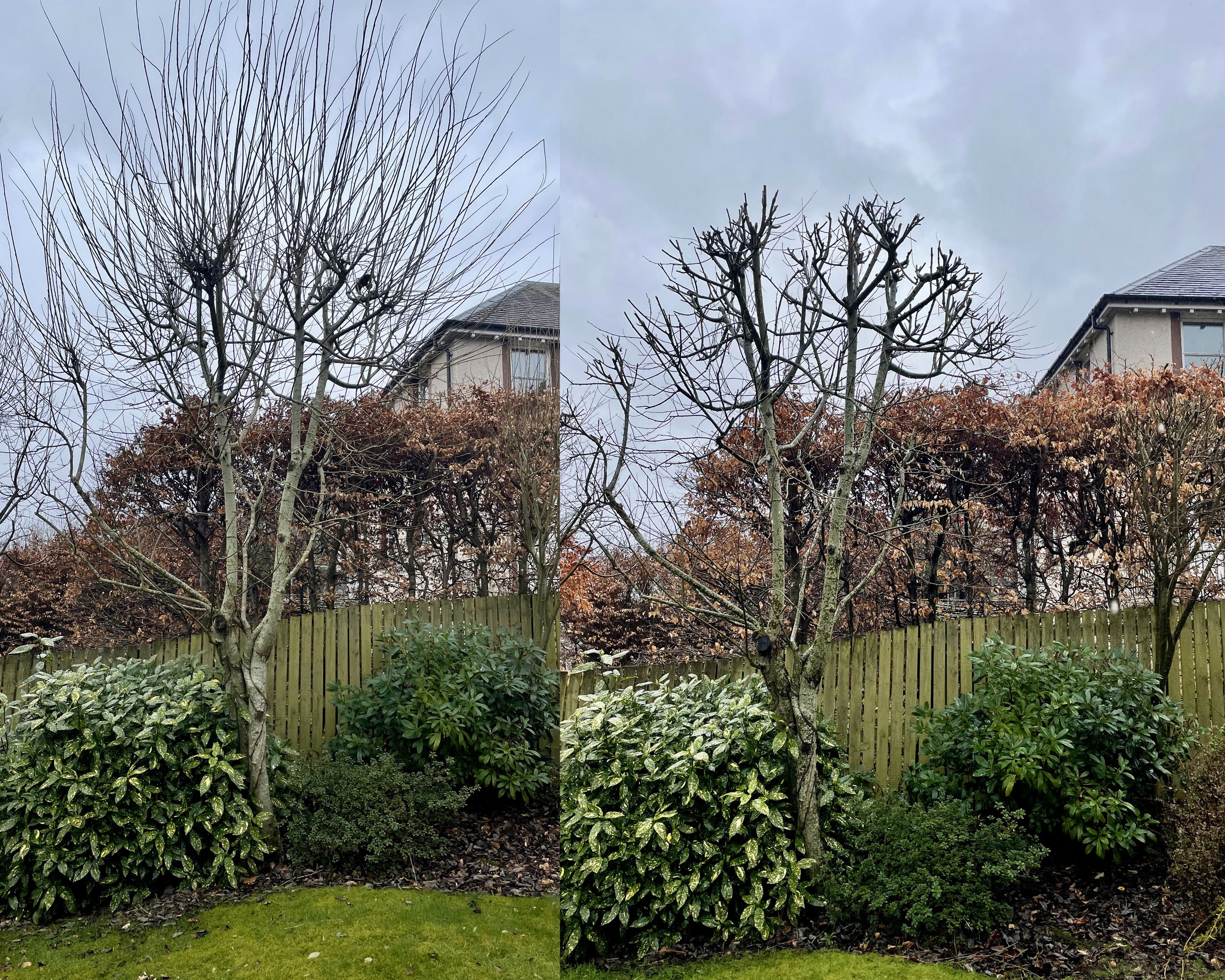 We help many of our clients with annual pruning tasks. This maple in Crieff has been maintained by pollarding over the years. Its a nice easy job for us to use loppers and chainsaws to remove the new growth, maintaining the tree's shape, and mitigati