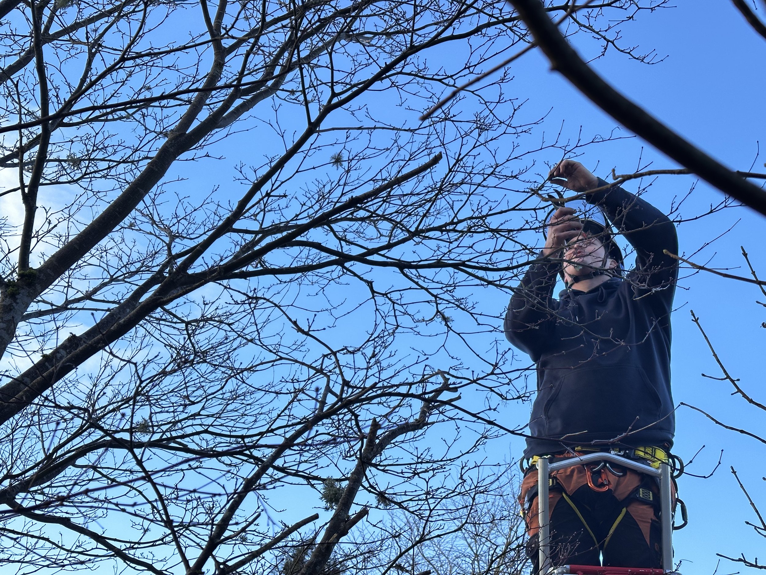Not all our work needs to be noisy! Here Scott is doing some light thinning on an elderly ornamental acer in Crieff Perthshire, to mitigate wind loading on an exposed branch.