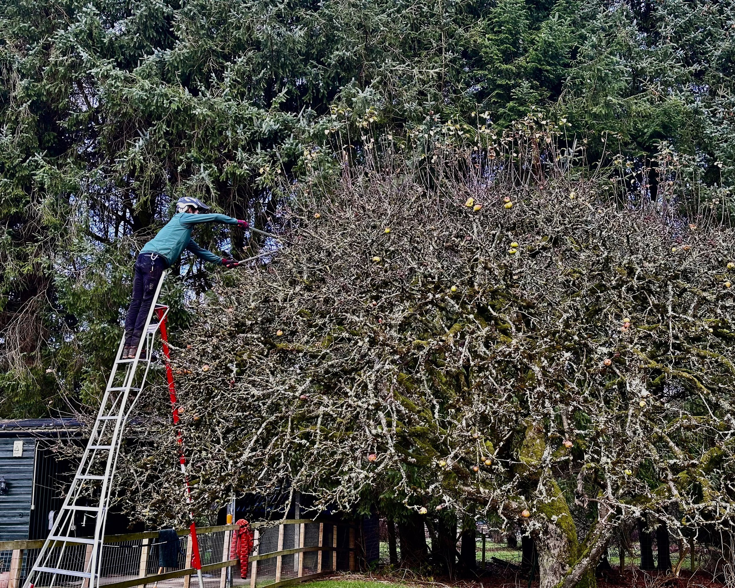 Winter fruit tree pruning, this is one of the more amazing apple trees we have the pleasure of looking after!