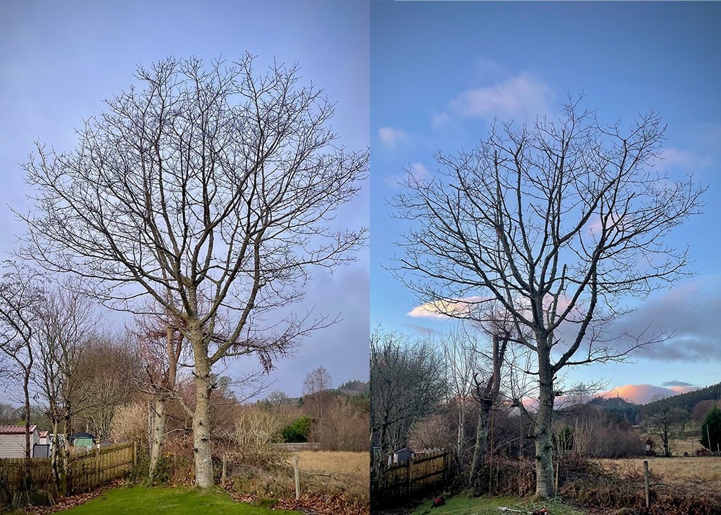 This red oak in Comrie, Strathearn, had been crown raised in the past, but was becoming too big for its space. We gave it a sympathetic canopy reduction, so it can be maintained at this size as part of a three to four year cycle of pruning.