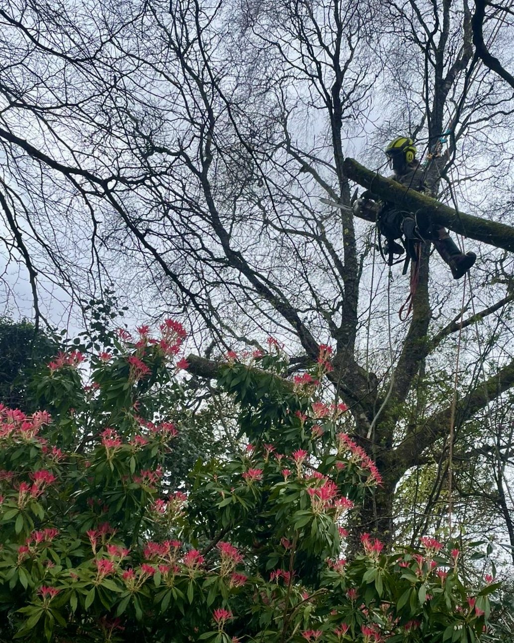 We do get to work in some pretty beautiful places sometimes! A nice view during this birch dismantle in Comrie, Perthshire! Cutting small sections of wood with a chainsaw to avoid causing damage to the ground below.