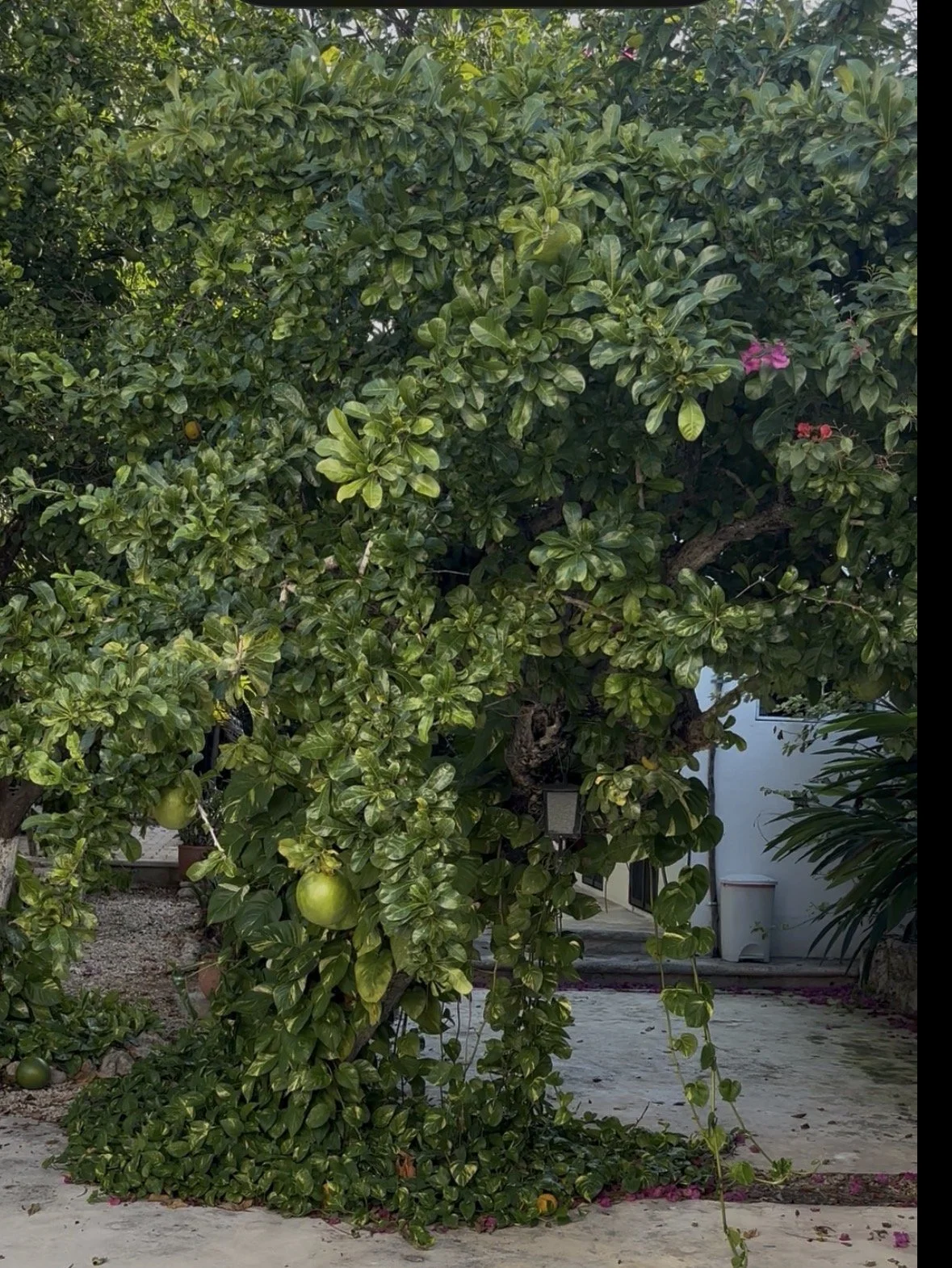 The Jícara Tree /El Árbol de Jícara 