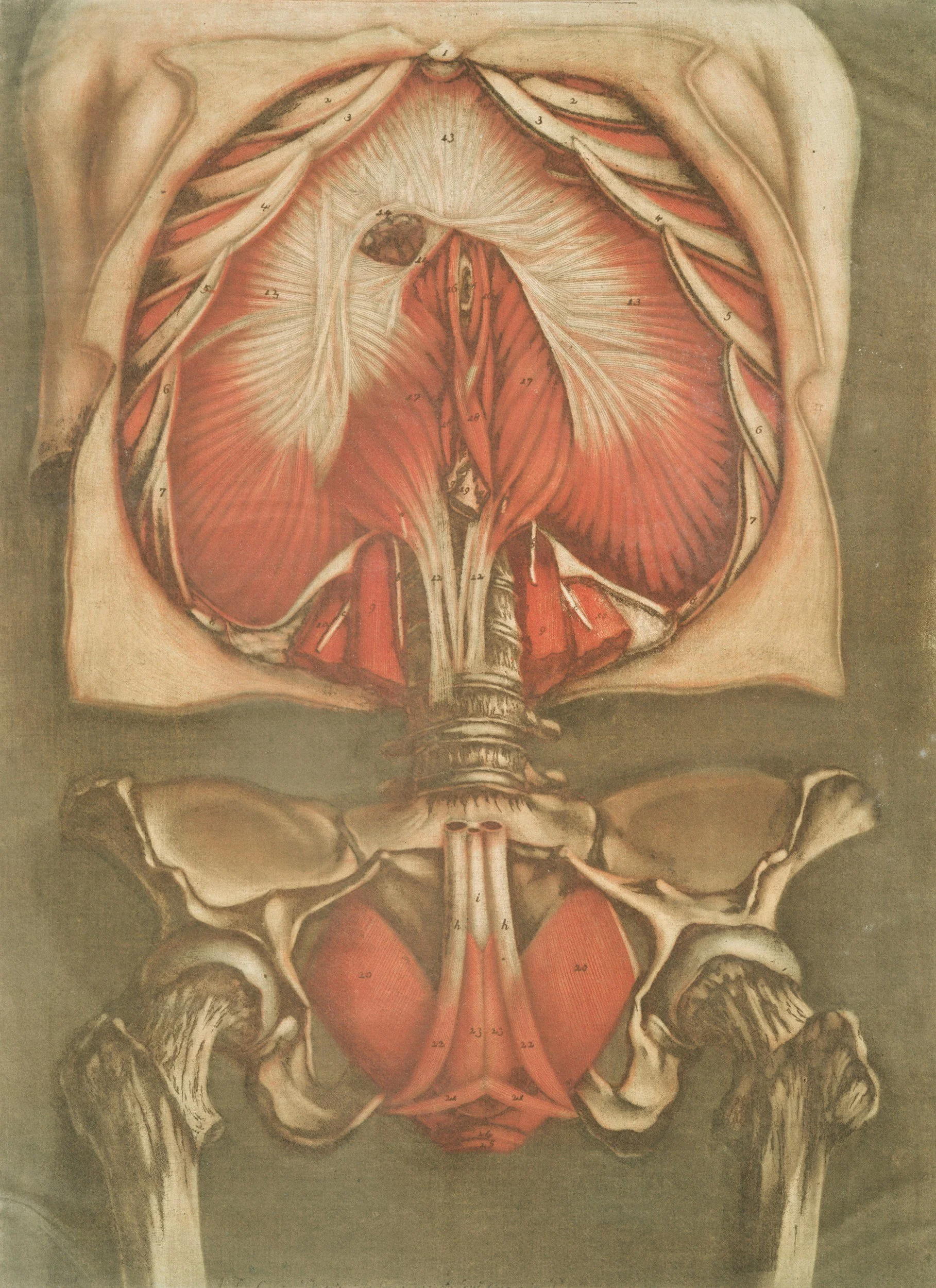 Pelvic Anatomy and Pelvic Care Dublin