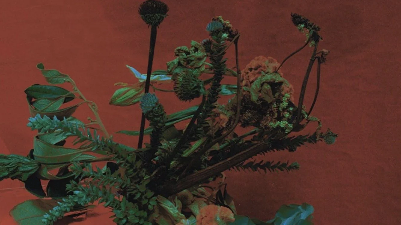 Aphrodisiac Plants and Herbal Medicines In Dublin Ireland