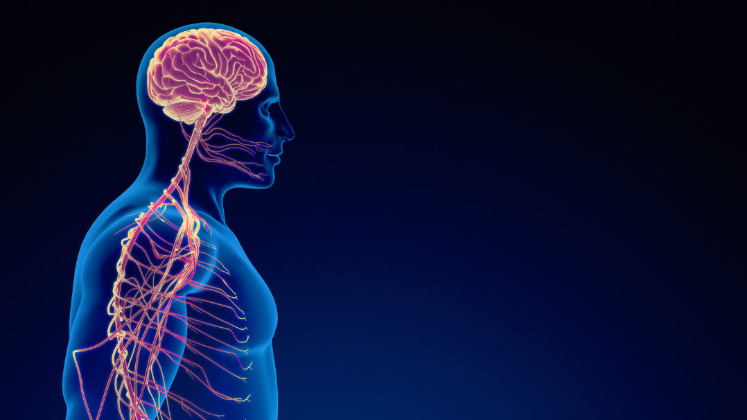 Central Sensitization Explained: What the Science Says About Chronic Pain