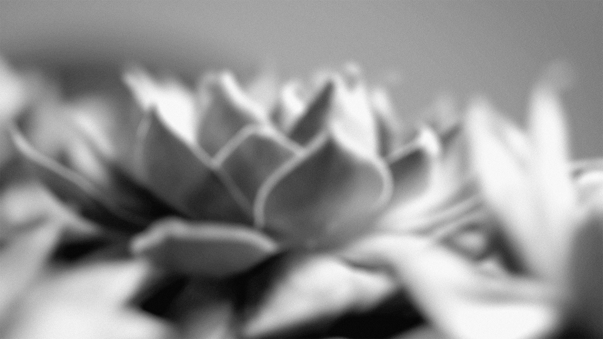 Close-up of a succulent plant with thick, fleshy, pointed leaves arranged in a rosette pattern.