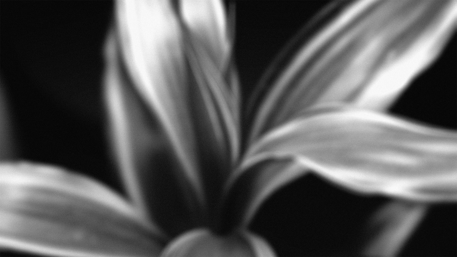 Abstract black and white image of a open book with pages curled