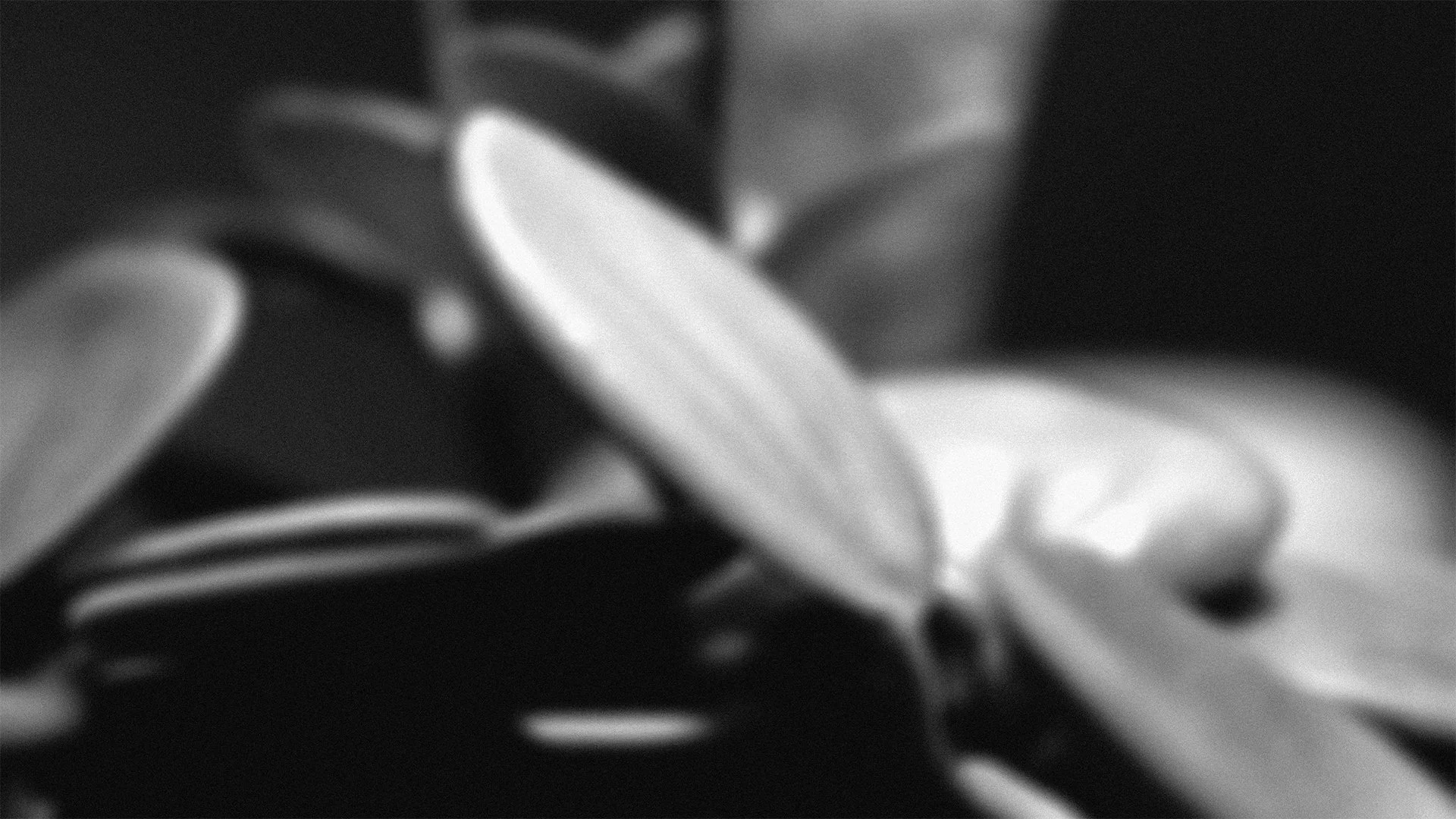 Close-up black-and-white photo of a spoonful of sliced almonds on a reflective surface.