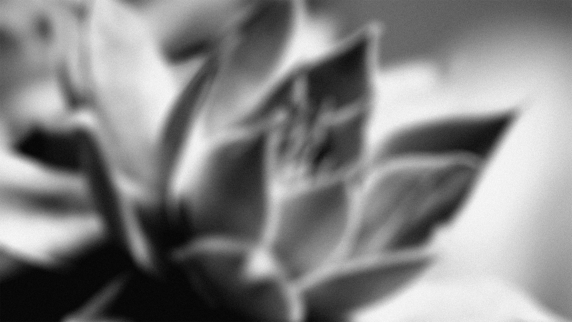 Blurred black and white close-up of a succulent plant with thick, fleshy leaves.