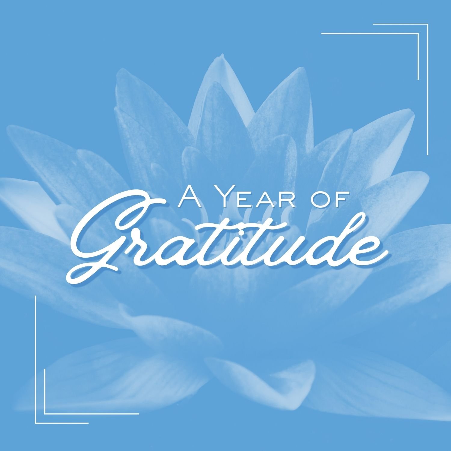 A Year of Gratitude at Lotus Dental Wellness