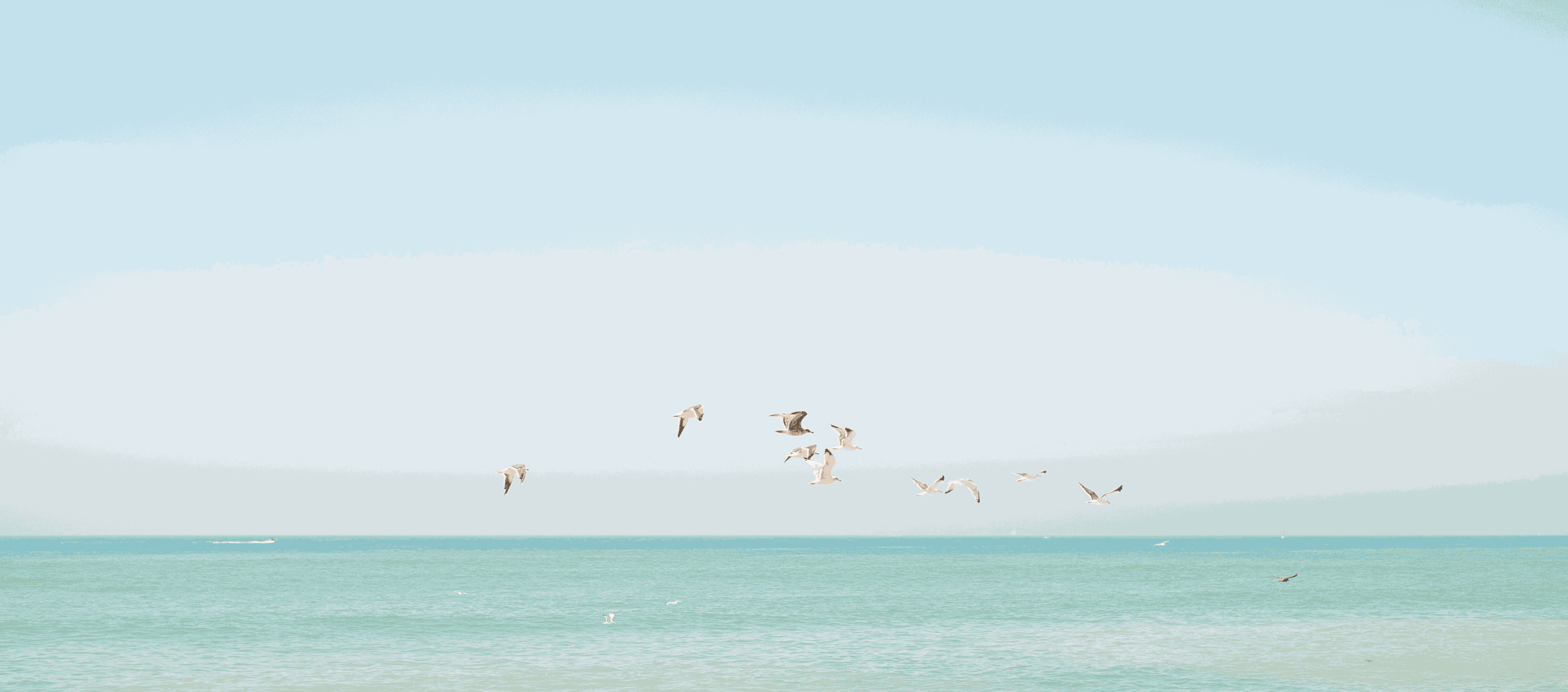 BirdsWide.png