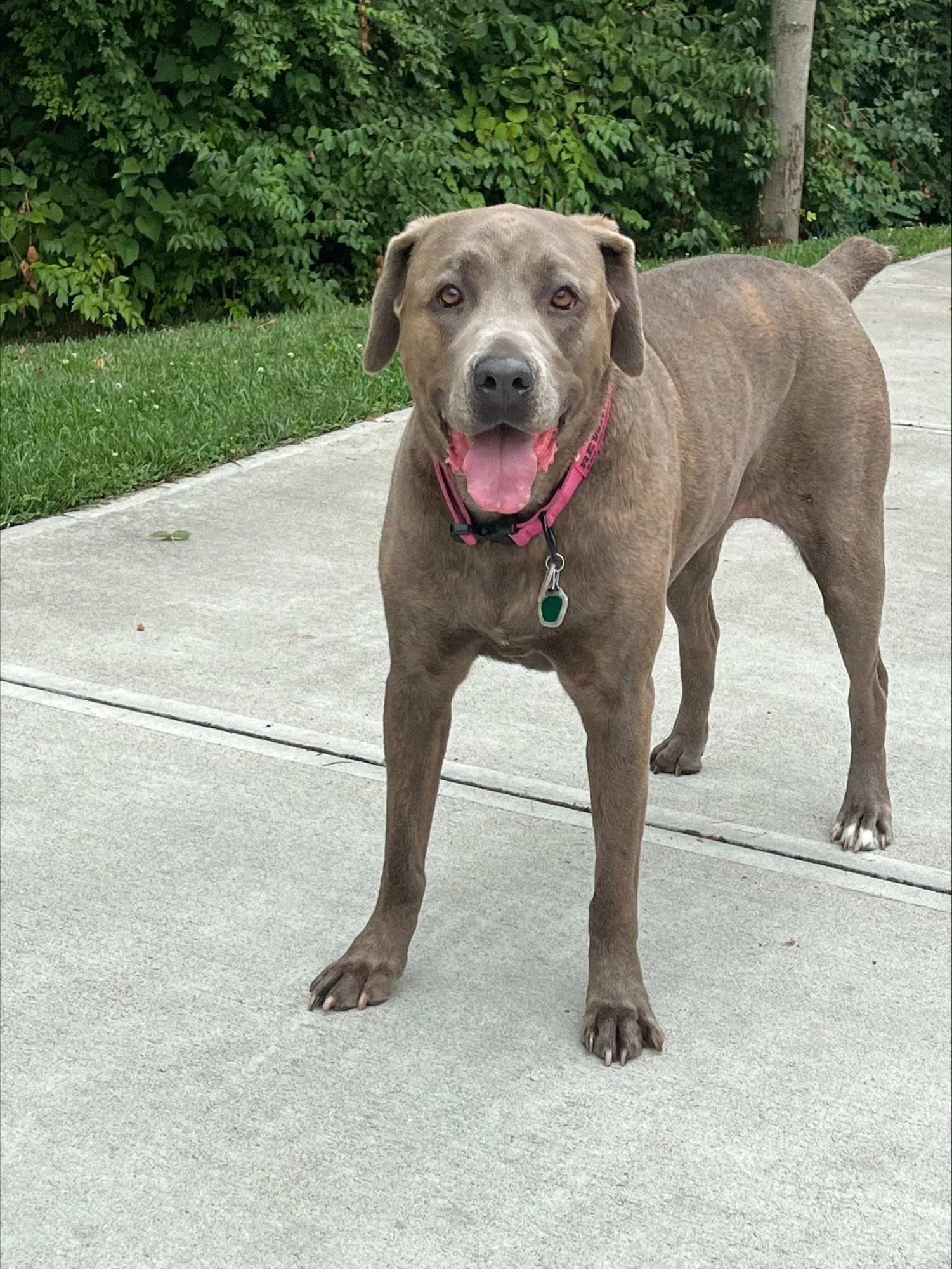 a dog pet by - the PET CREMATION services IN NORTHERN KENTUCKY