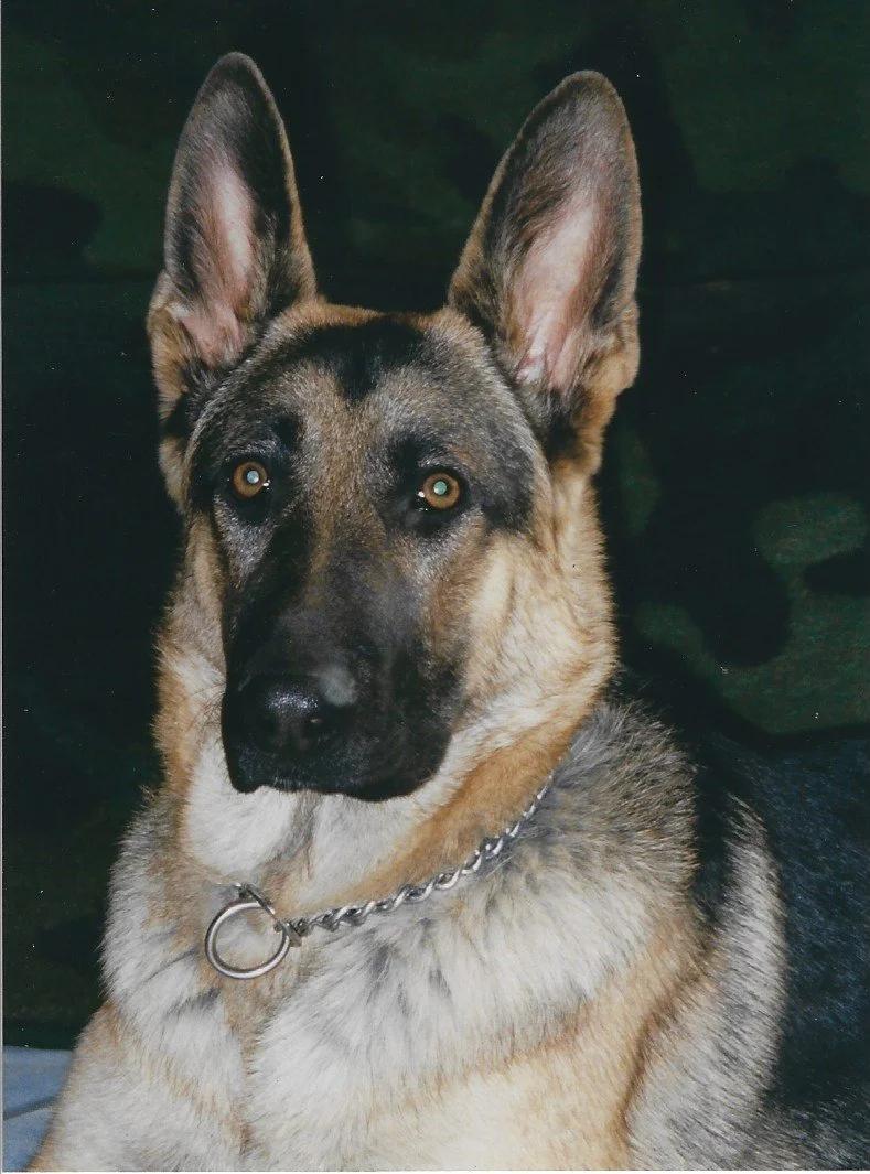 a dog pic for PET CREMATION cost IN NORTHERN KENTUCKY