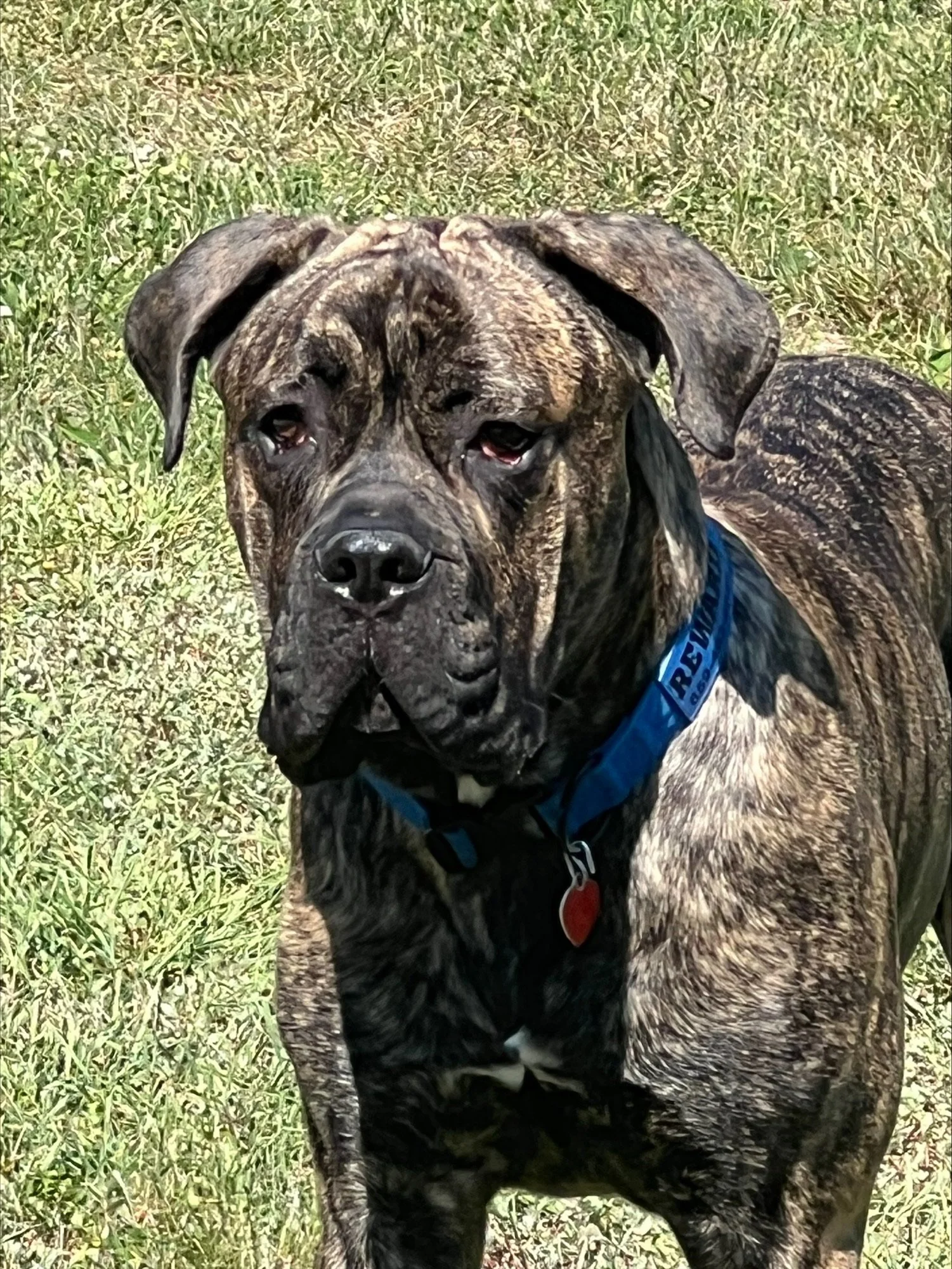 a dog pic for the best PET CREMATION cost in KY