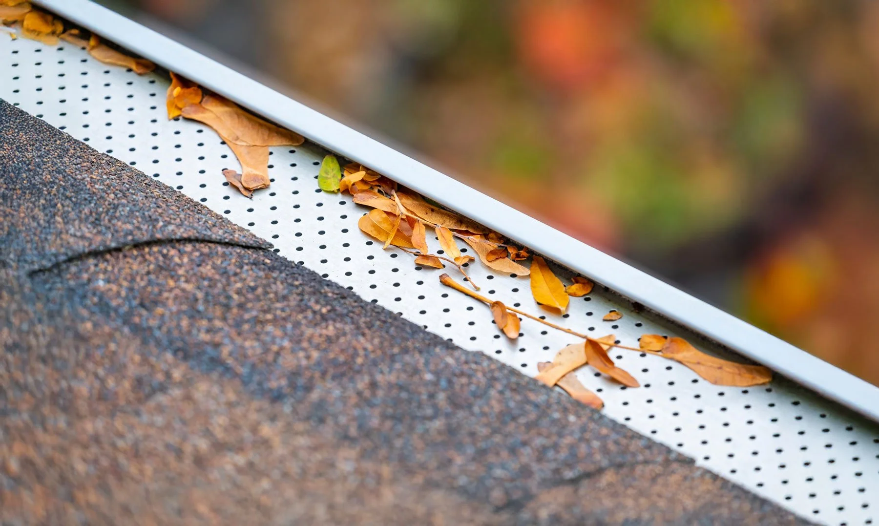 Gutter guard with fallen leaves
