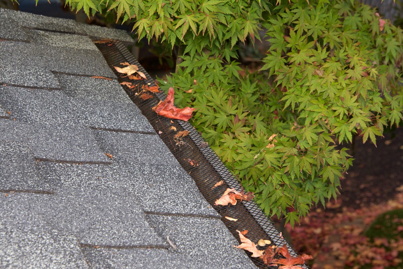 Shingled roof with gutter guard and fallen leaves next to green leafy tree.