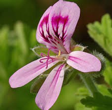 geranium.jpg