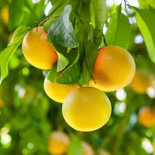 grapefruit.jpg
