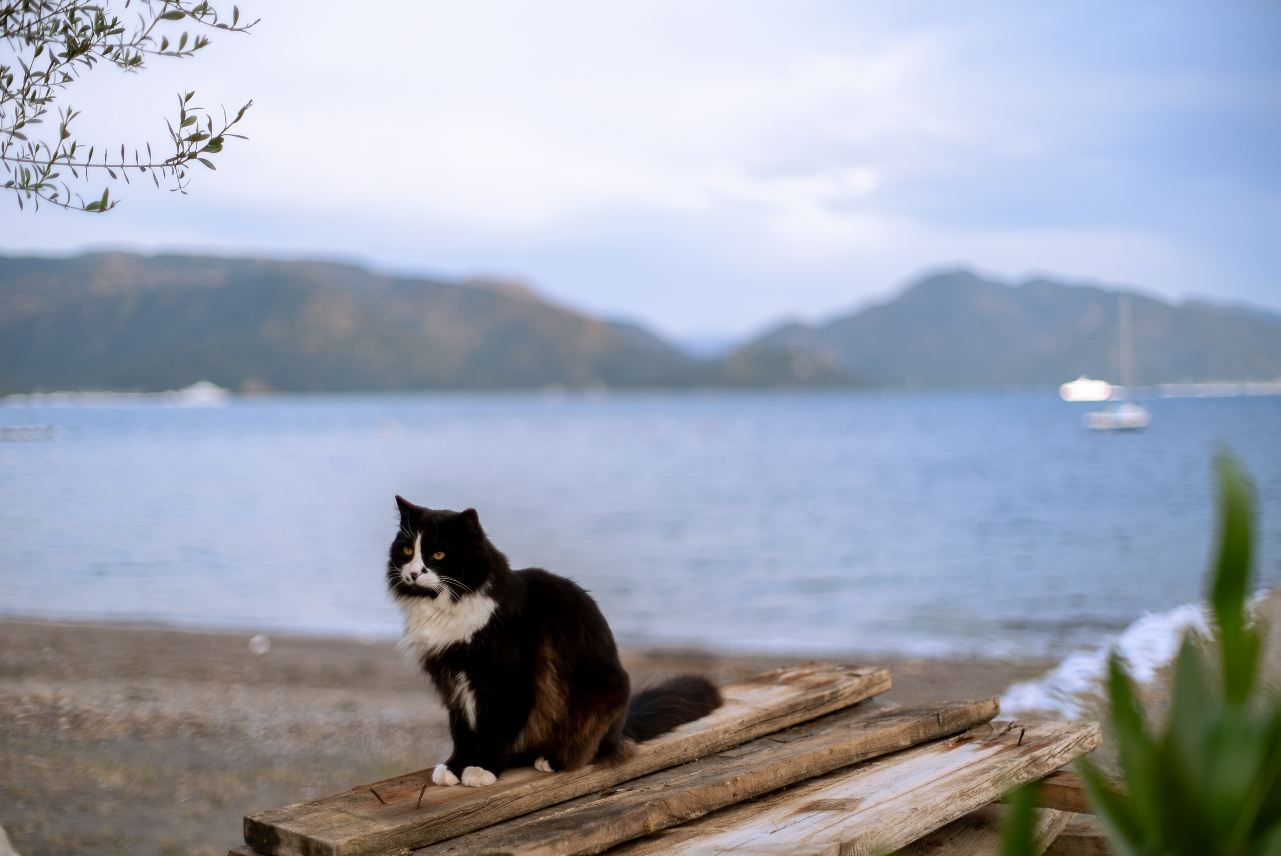 Minolta AF 50mm f/1.4 | Sony ILCE-7SM2
ISO 100 | f/1.4 | 1/500
