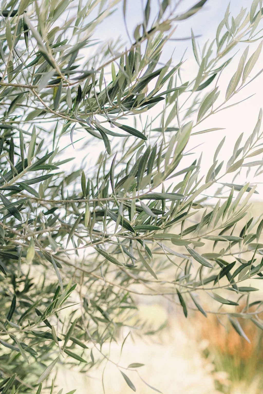 kalla-olive.jpg