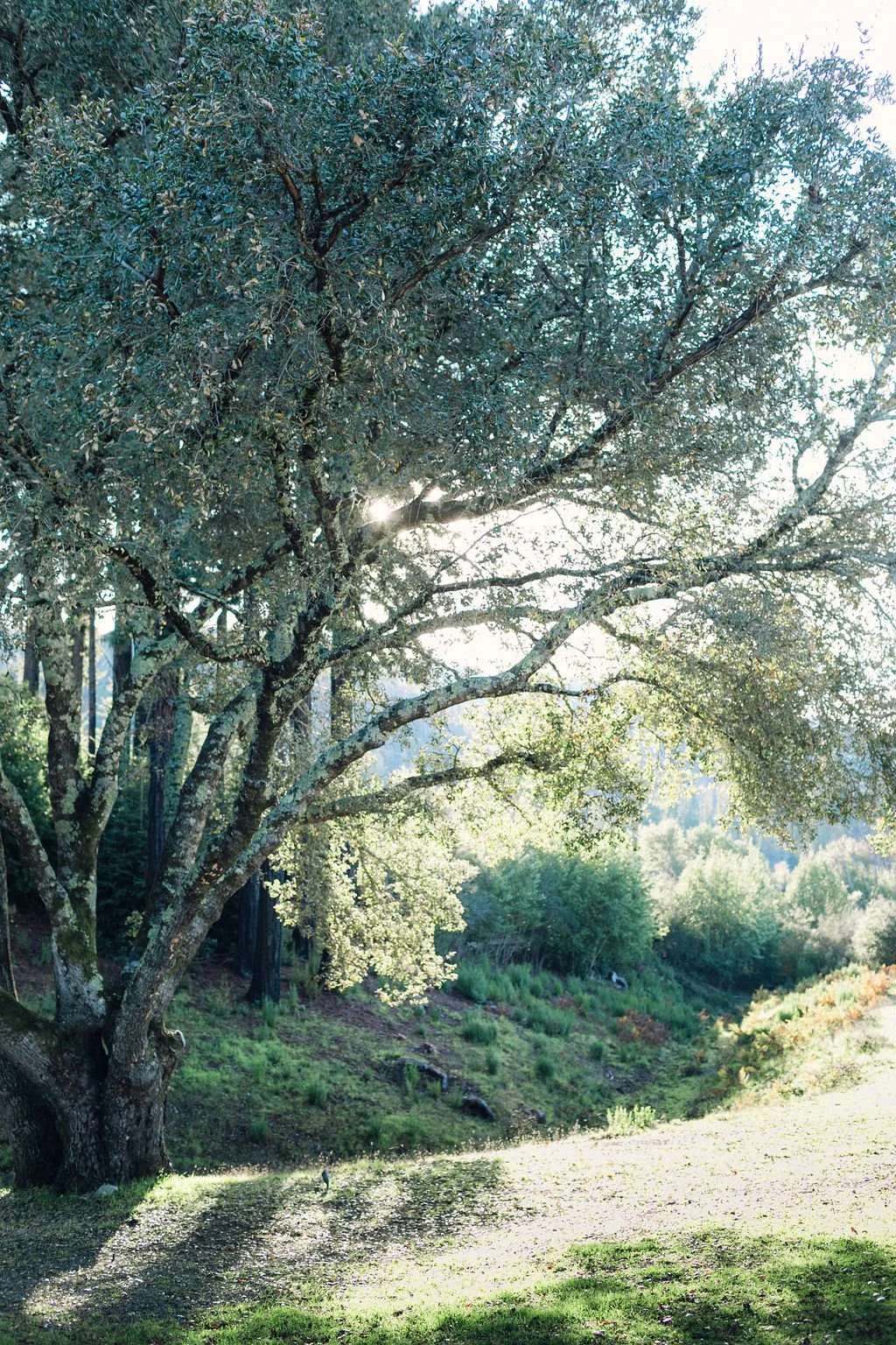 kalla-oaks.jpg